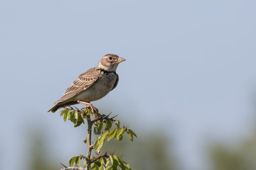Calandra Lark