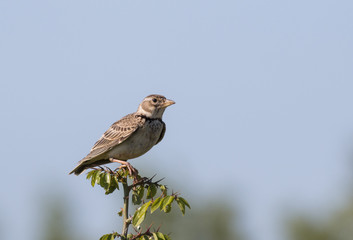Calandra Lark