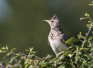 Crested Lark