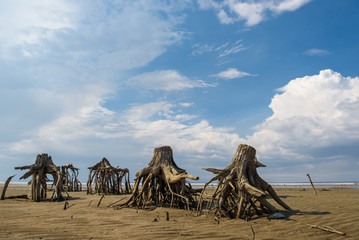 The stumps of old trees on the sand at the bottom of a dried-up lake.
