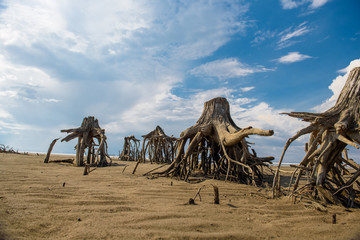The stumps of old trees on the sand at the bottom of a dried-up lake.
