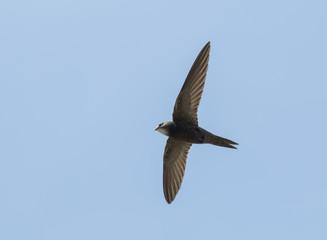 Common Swift