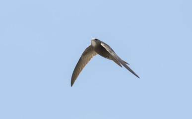 Pallid Swift