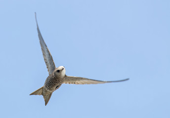 Pallid Swift