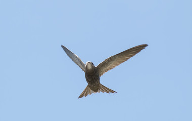 Pallid Swift