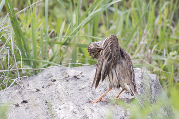 Corn Bunting