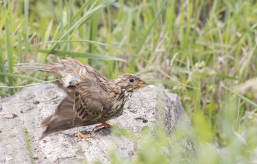 Corn Bunting