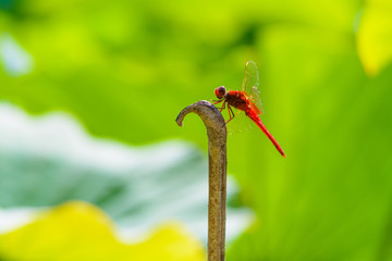 ショウジョウトンボ　オス
