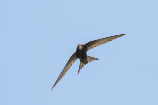 Pallid Swift