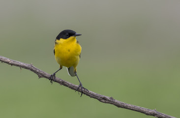 Yellow Wagtail