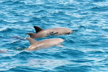 Dolphins jumping over sea waves