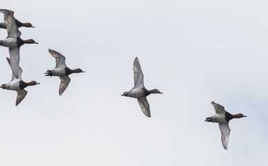 Common Pochard 
