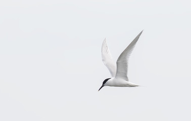 Sandwich Tern