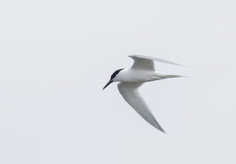 Sandwich Tern