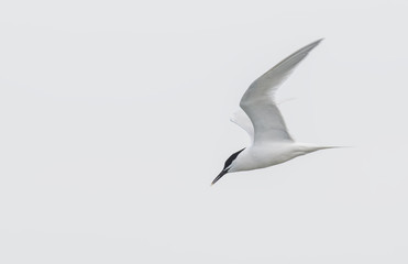Sandwich Tern