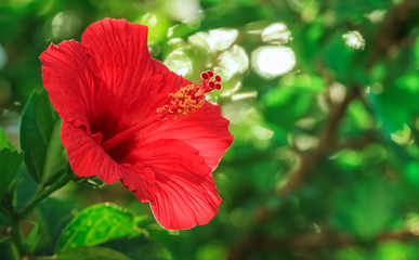 赤いハイビスカス / Red hibiscus