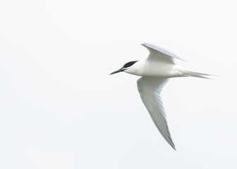 Sandwich Tern