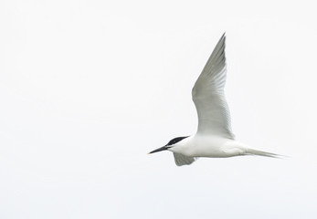 Sandwich Tern