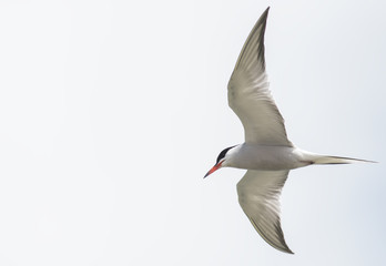 Common Tern