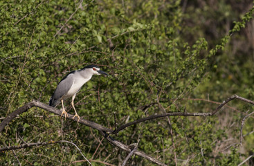 Black-crowned Night Heron