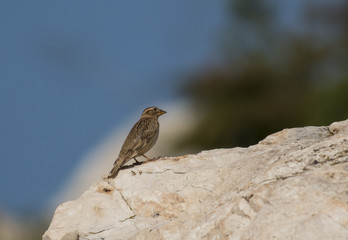 Rock Sparrow