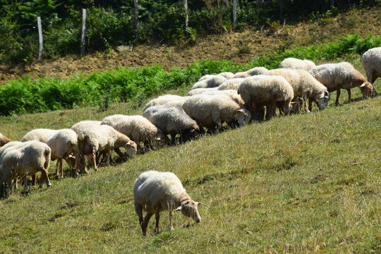 Weidende Schafe