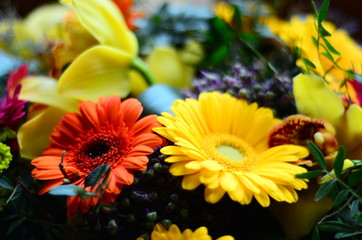 Beautiful gerbera flower .flower wedding decoration, beautiful gerbera flower background
