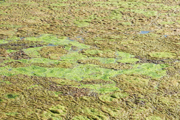 Algae on a boggy surface of a pond