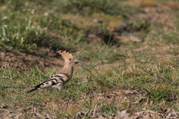 Hoopoe 