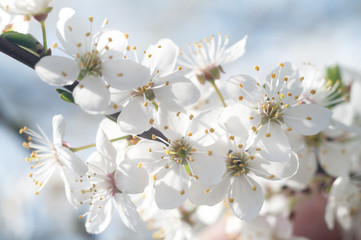 Fototapeta premium flowers