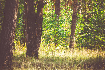 Obraz premium Pine Forest in the Morning Filtered