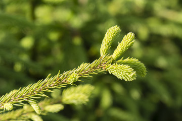 Young sprouts on twig spruce