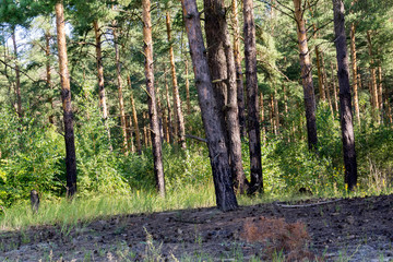 Obraz premium Pine Forest in the Morning