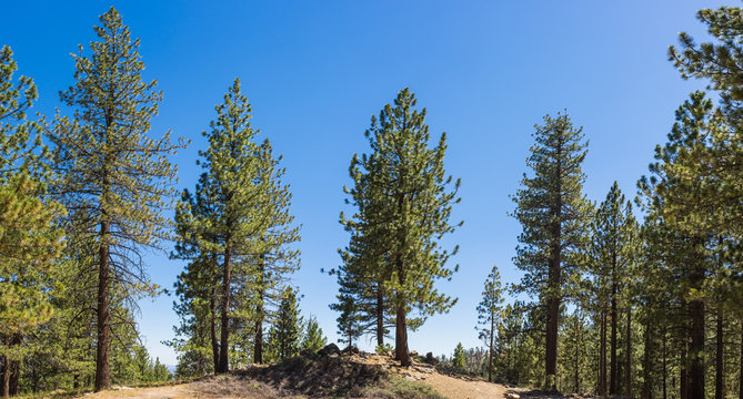 Fototapeta Line of Pine Trees