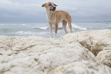 Stray dog on the empty beach, gloomy day