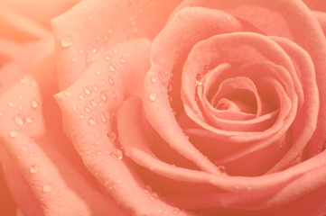 Fototapeta na wymiar Orange rose macro