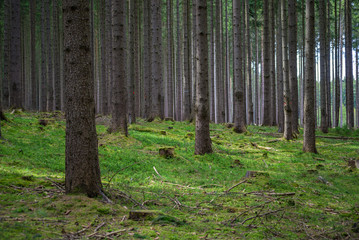 Grown spruce pine forest old dark stump