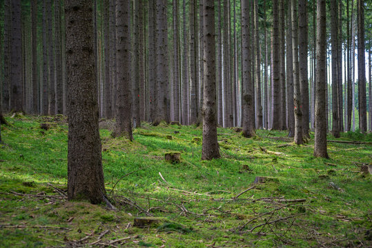 Fototapeta Grown spruce pine forest old dark stump