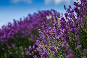 Fototapeta premium Lavendel Bokeh mit Himmel