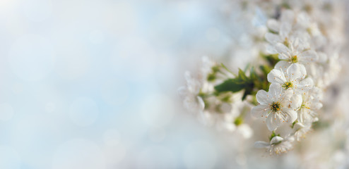 Apricot blossom background