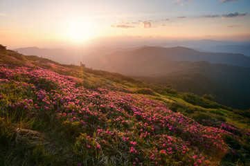 Fototapeta na wymiar Pink summer flowers in the mountains