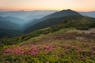 Fototapeta na wymiar Pink summer flowers in the mountains