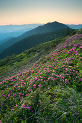 Pink summer flowers in the mountains