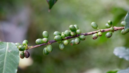 Coffee beans ripening on tree