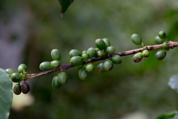 Coffee beans ripening on tree