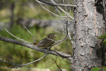 Young Common redstart (phoenicurus phoenicurus) sitting on a pine twig, picture from the North of Sweden.