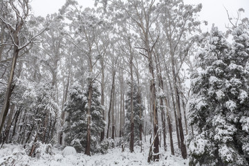 Snow covered eucalyptus trees in Australian forest. Mount Donna Buang, Victoria.