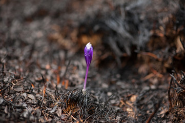 Survived crocus at the burnt field