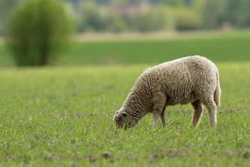 sheep