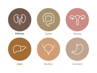 Vector human internal organs icons. Liver, kidneys, uterus, bladder, stomach and colon